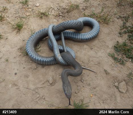 Northern Black Racer