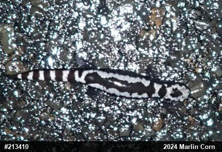 Marbled Salamander