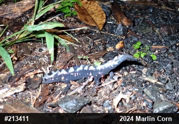 Marbled Salamander
