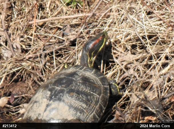 Red-eared Slider