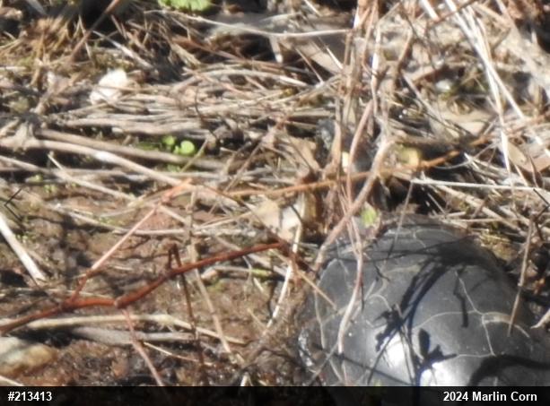 Painted Turtle