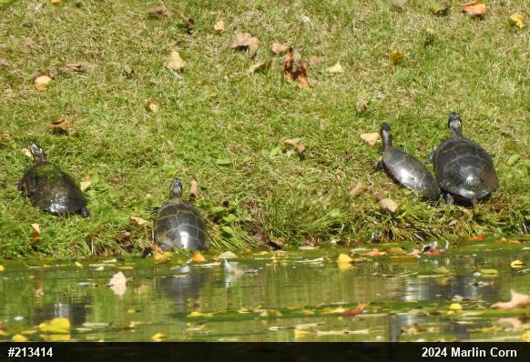 Painted Turtle