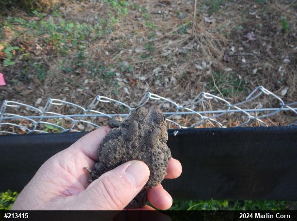Eastern American Toad