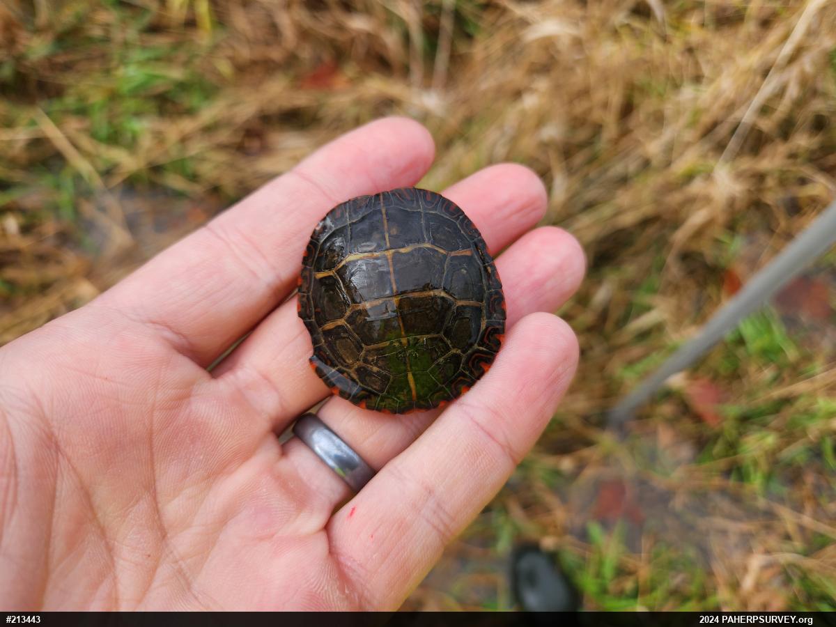Eastern Painted Turtle