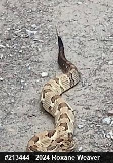 Timber Rattlesnake