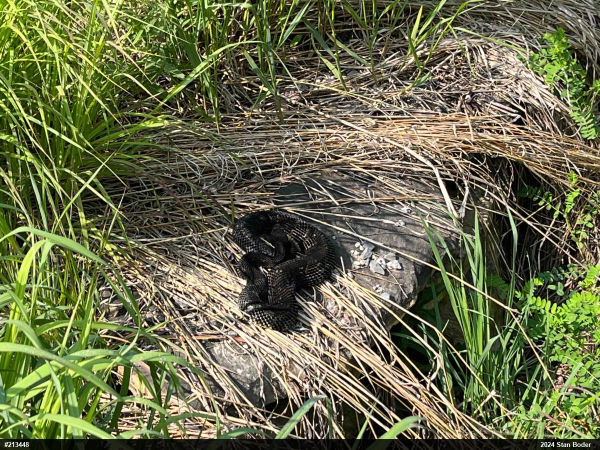 Timber Rattlesnake