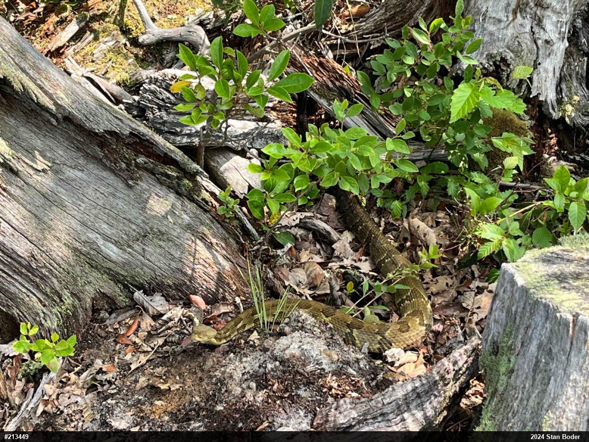 Timber Rattlesnake