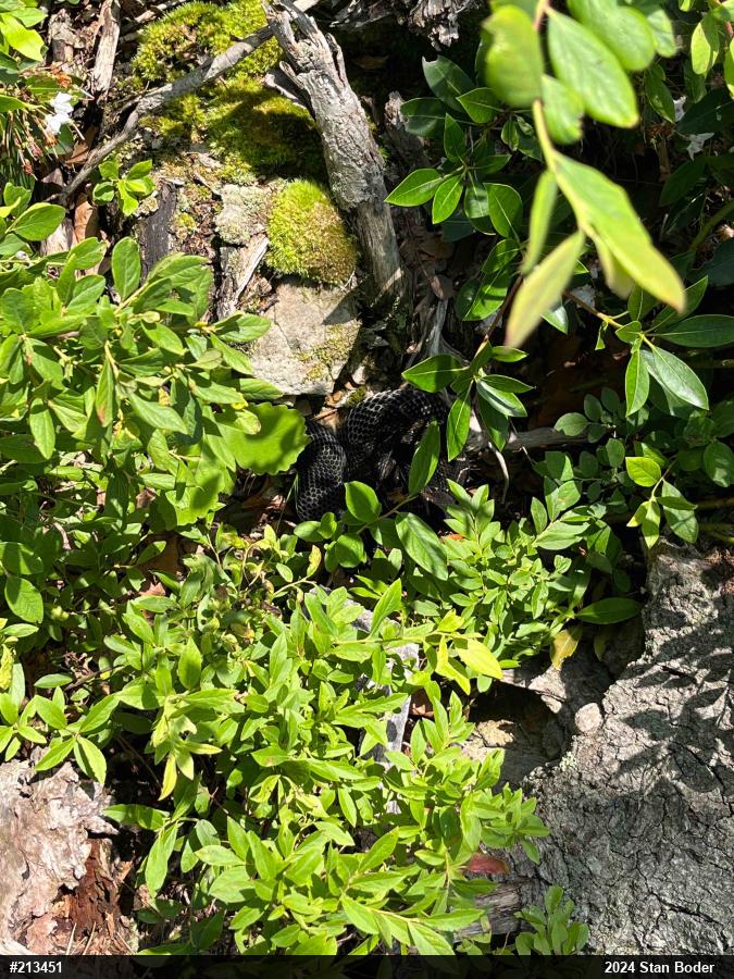 Timber Rattlesnake