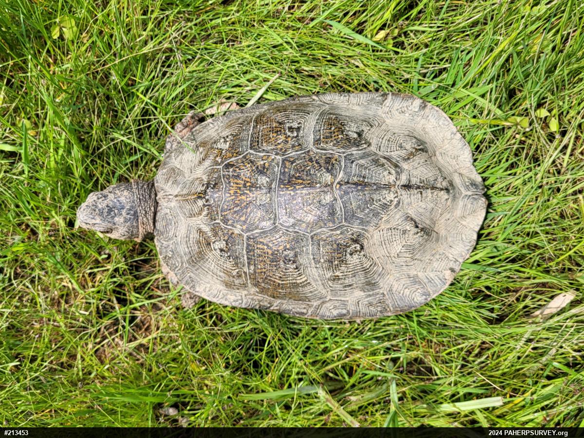 Wood Turtle