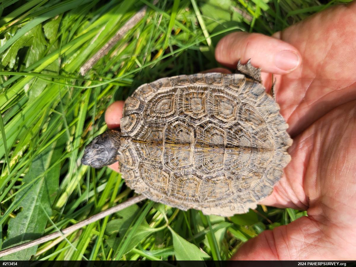 Wood Turtle