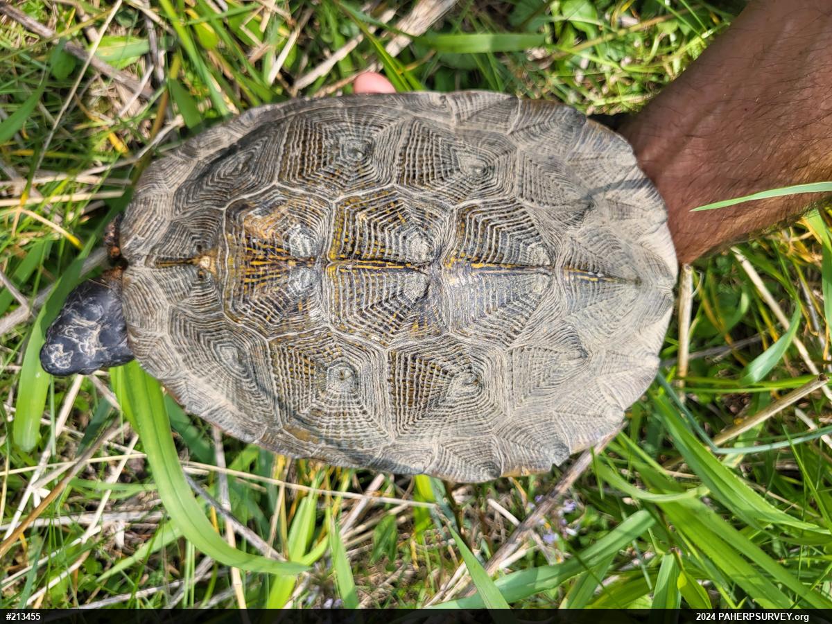 Wood Turtle