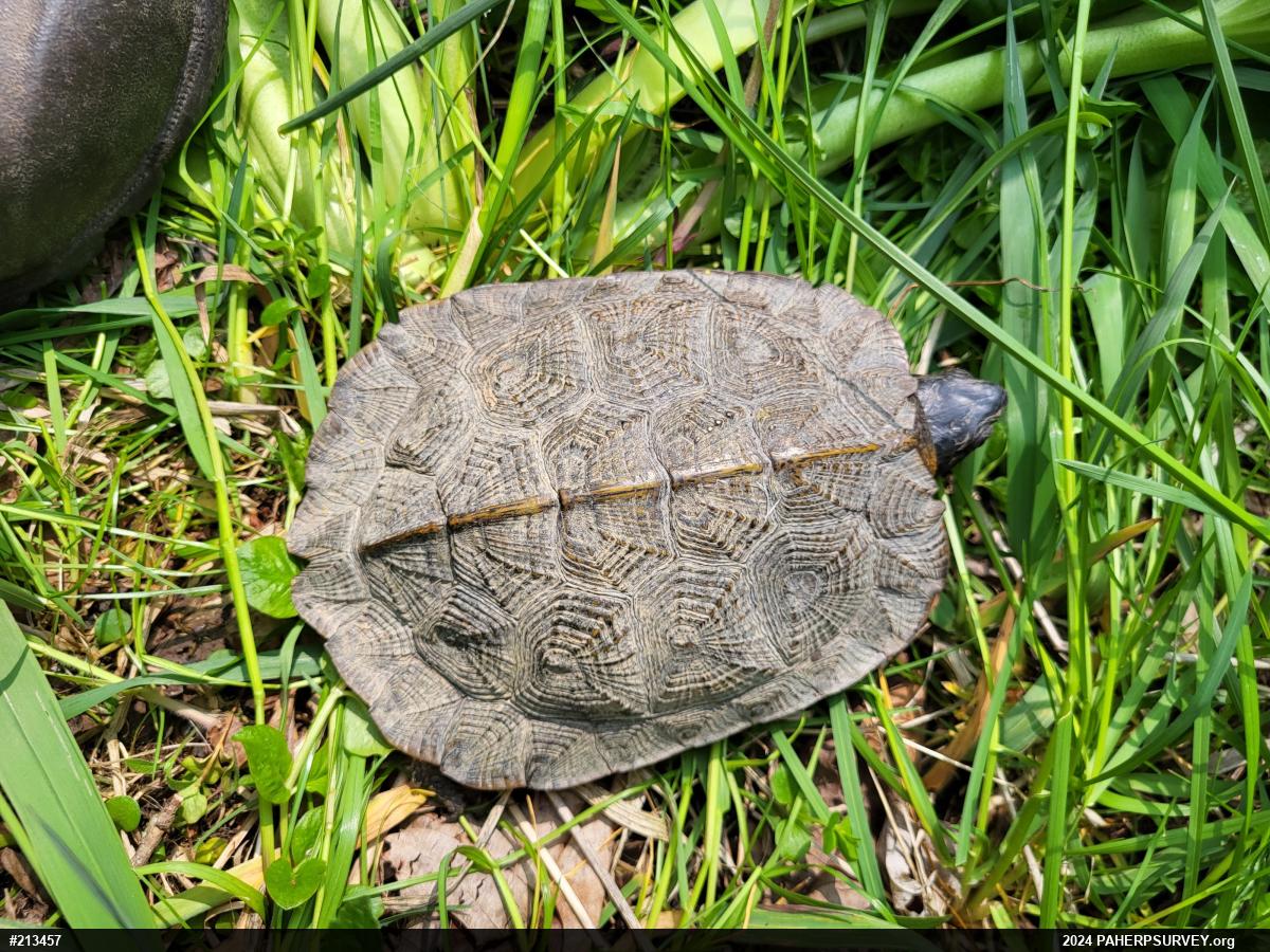 Wood Turtle