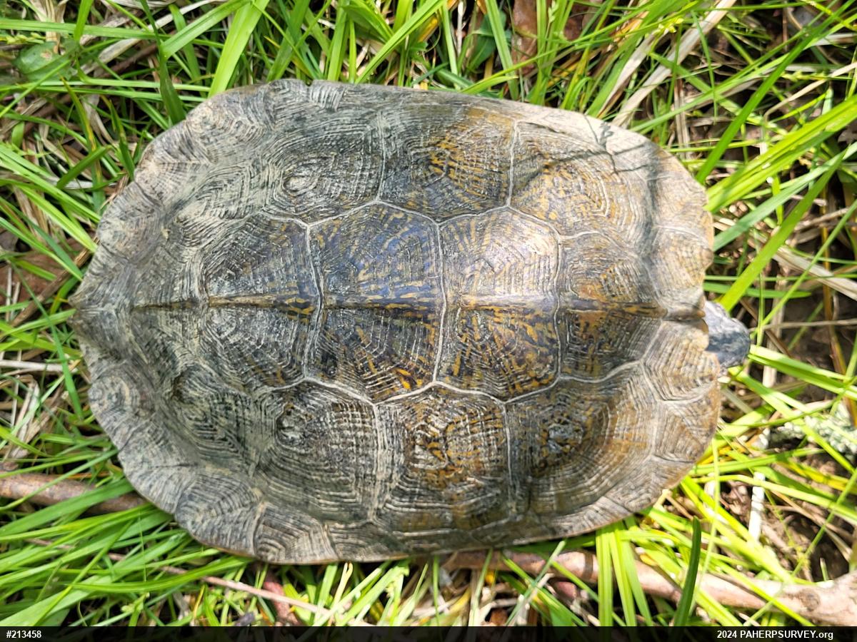 Wood Turtle