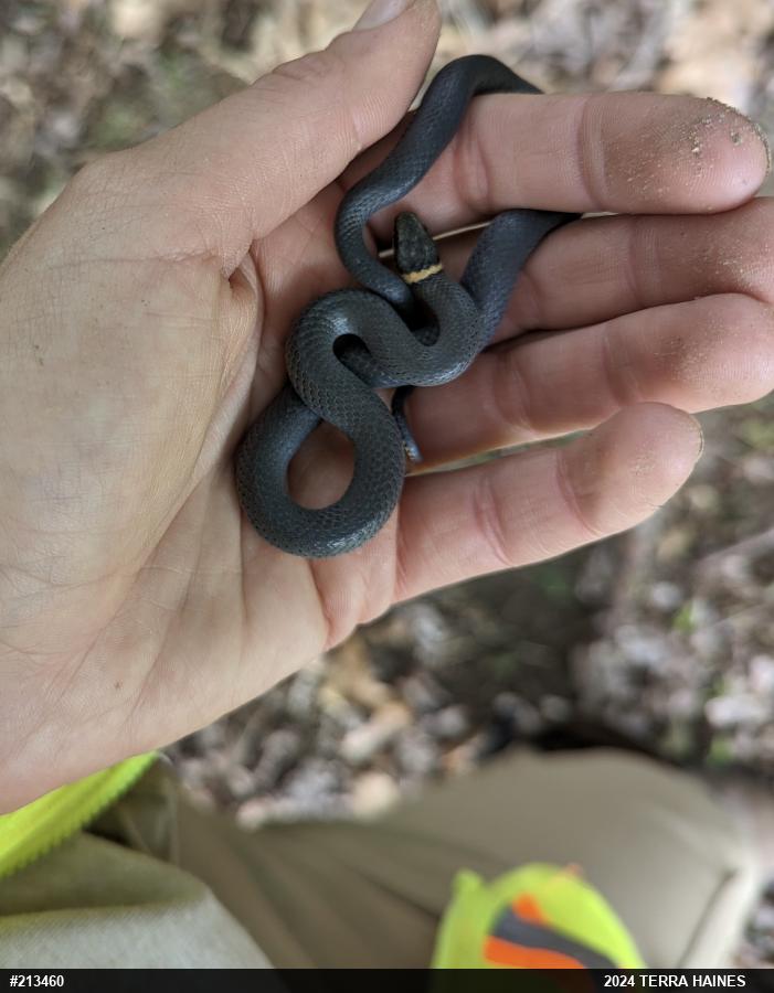 Northern Ring-necked Snake