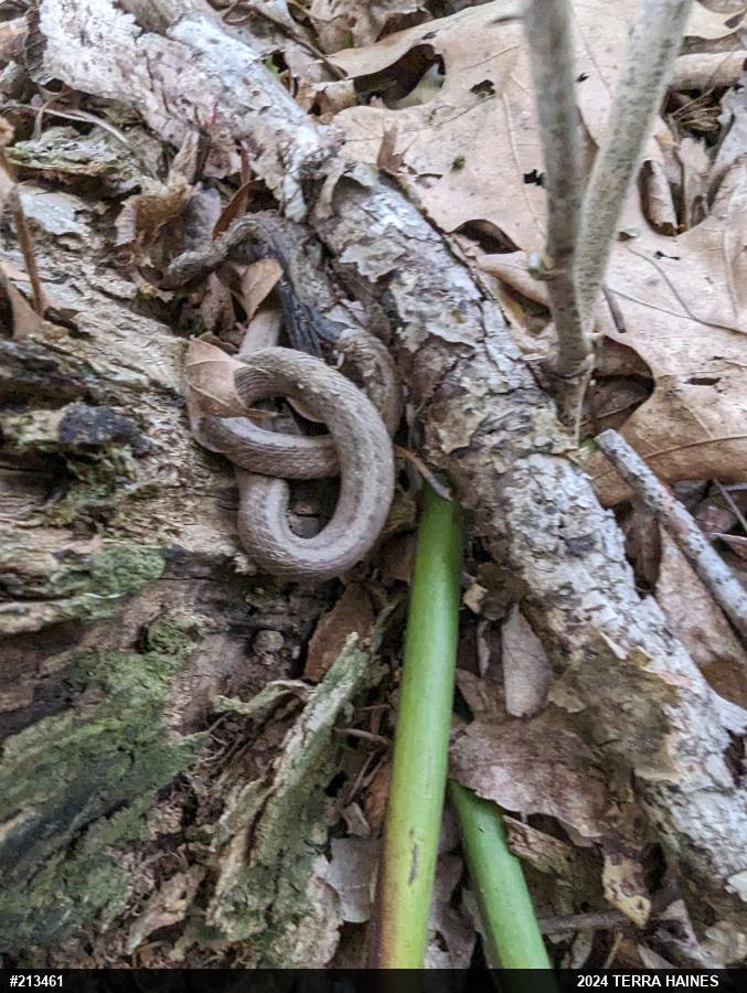 Dekay's Brownsnake