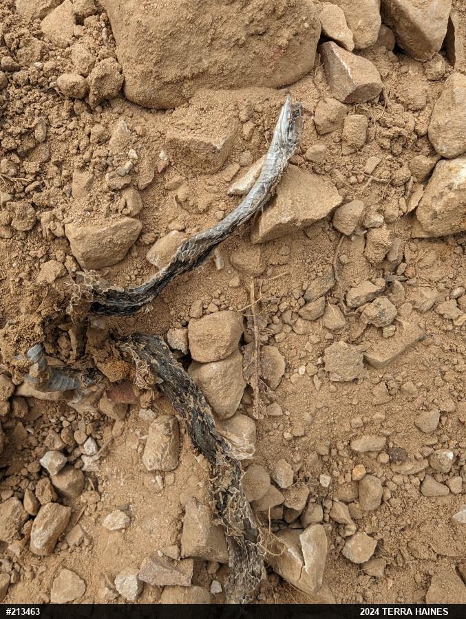 Dekay's Brownsnake
