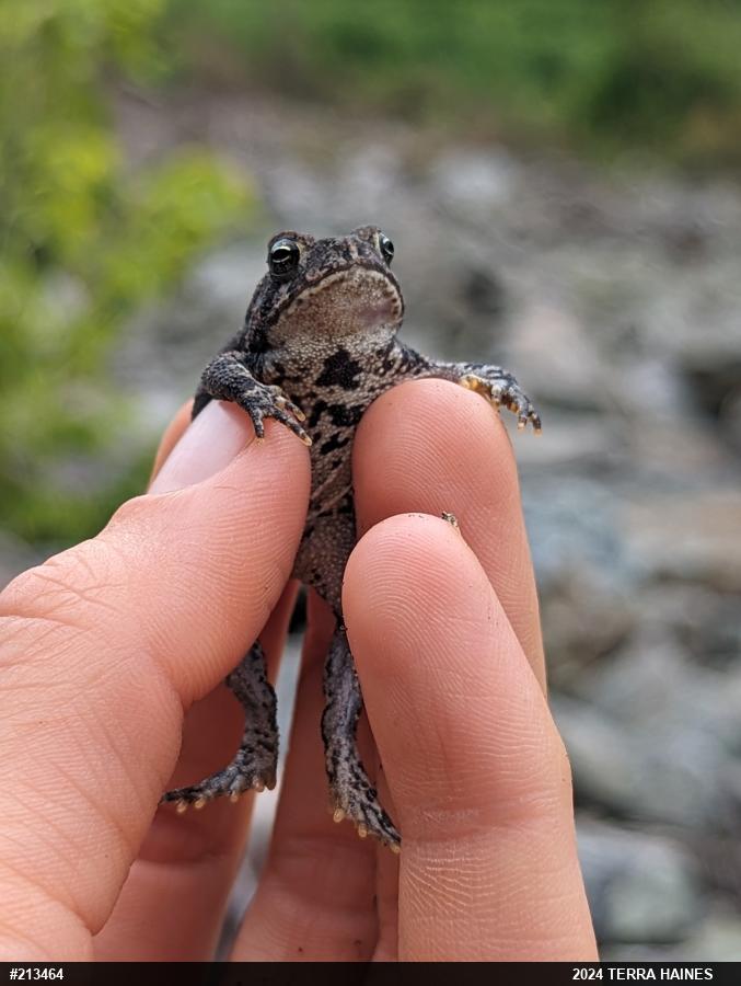 Eastern American Toad