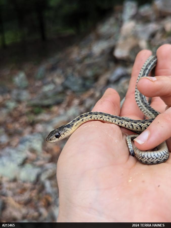 Eastern Gartersnake