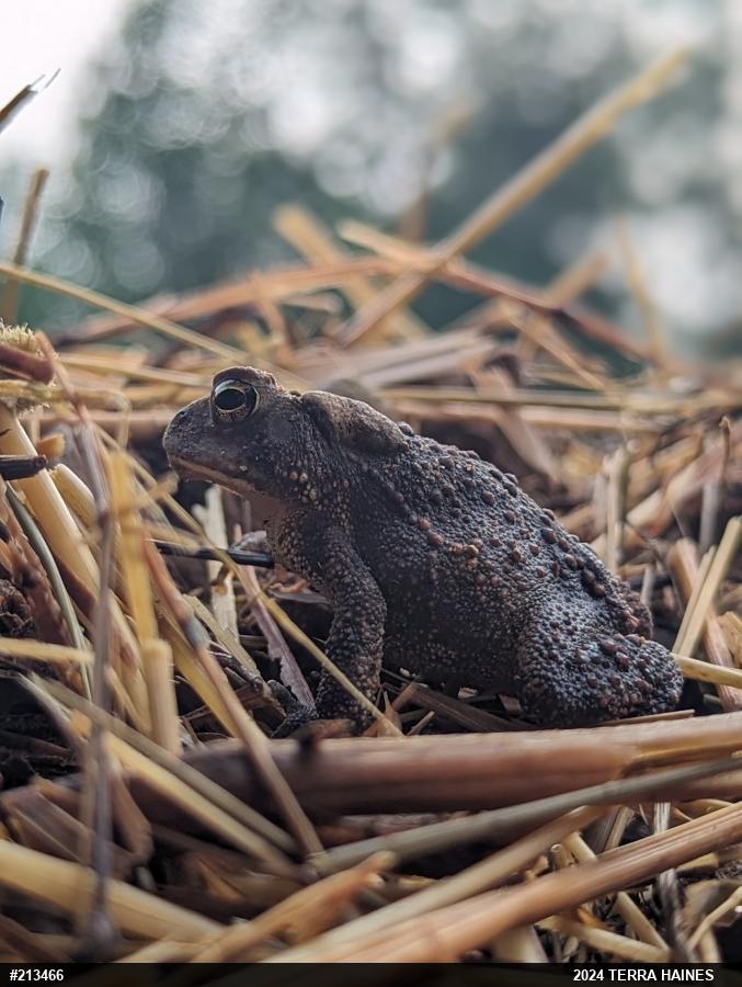 Eastern American Toad