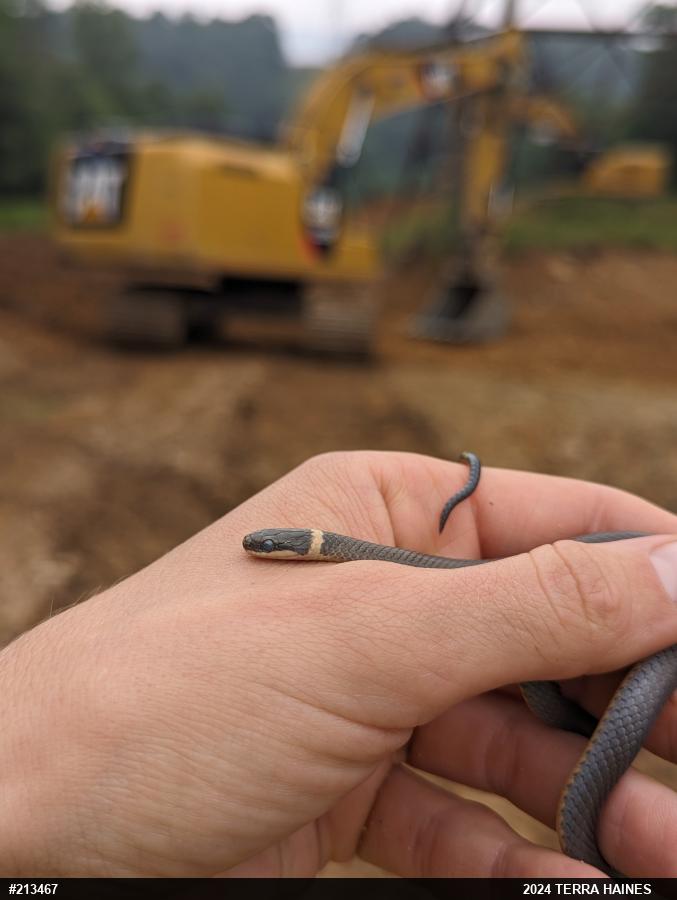 Northern Ring-necked Snake