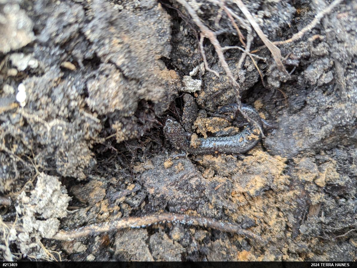 Valley And Ridge Salamander