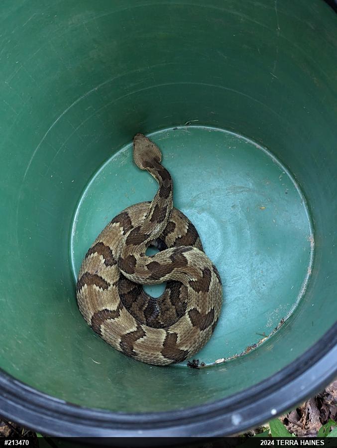 Timber Rattlesnake