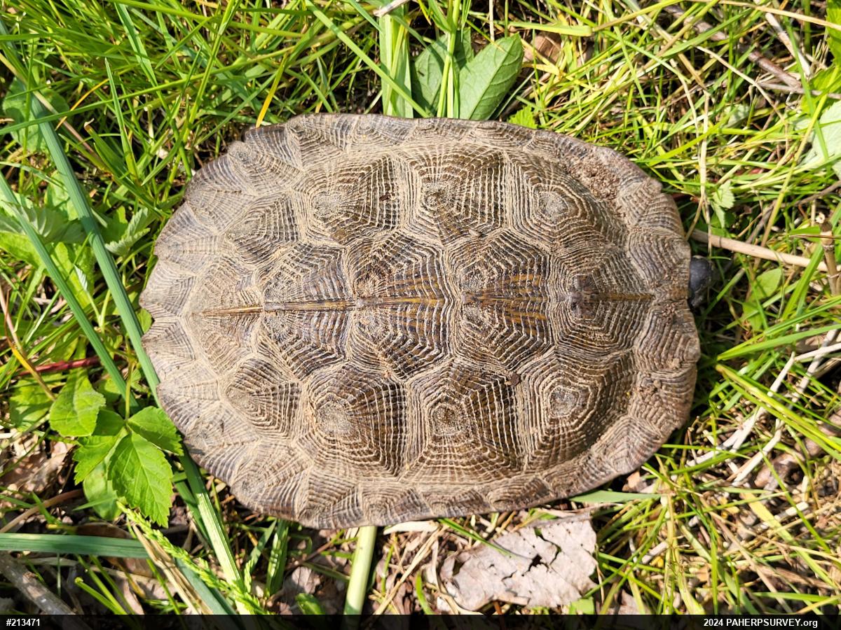 Wood Turtle
