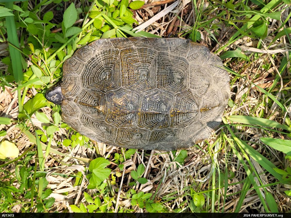 Wood Turtle