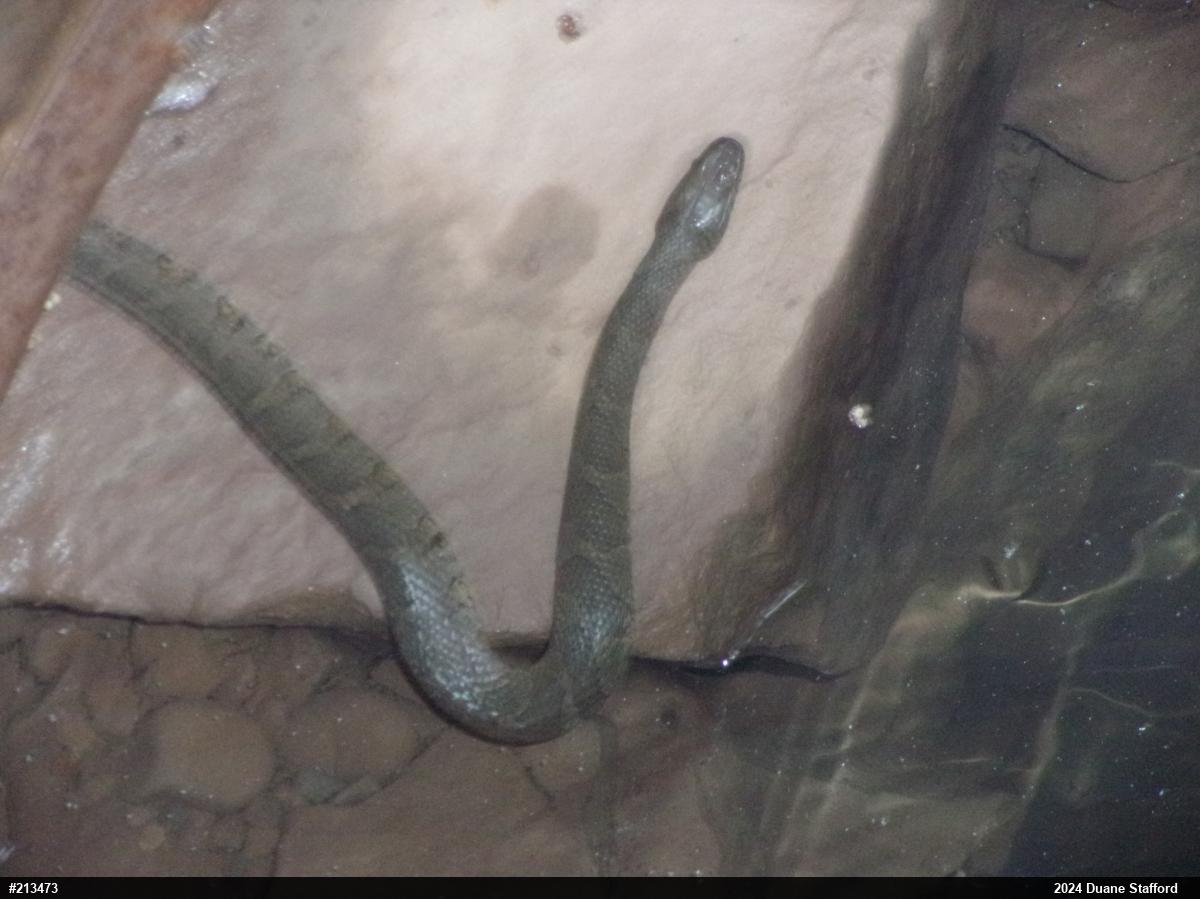 Northern Watersnake