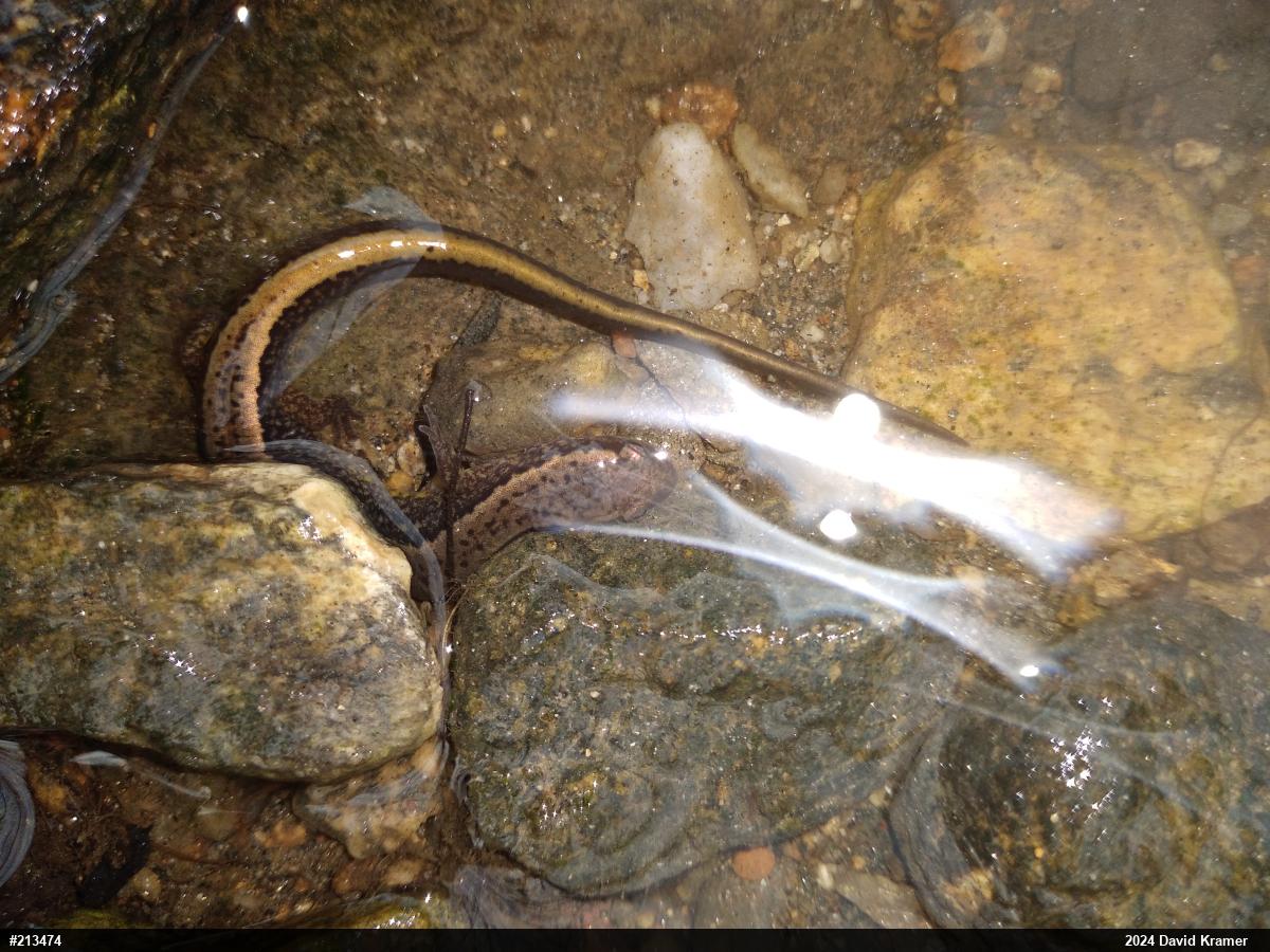 Northern Two-lined Salamander