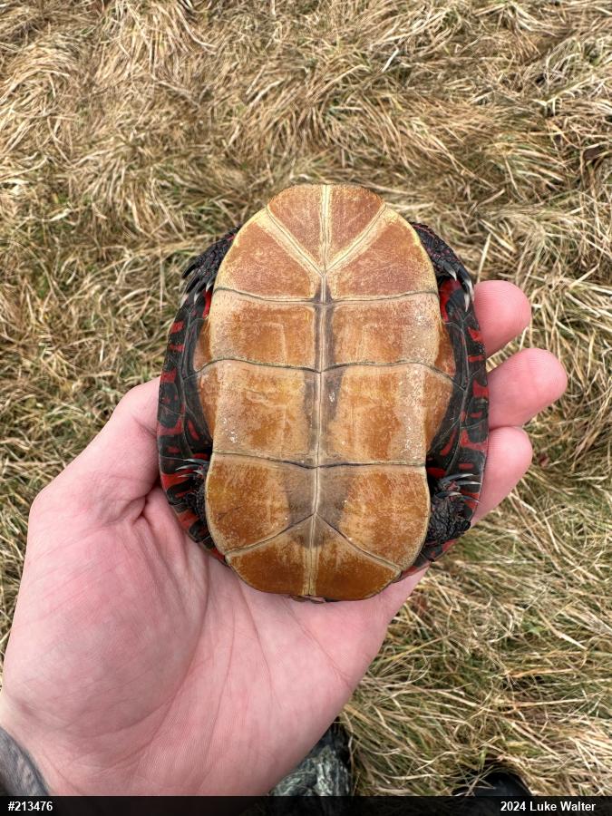 Midland Painted Turtle