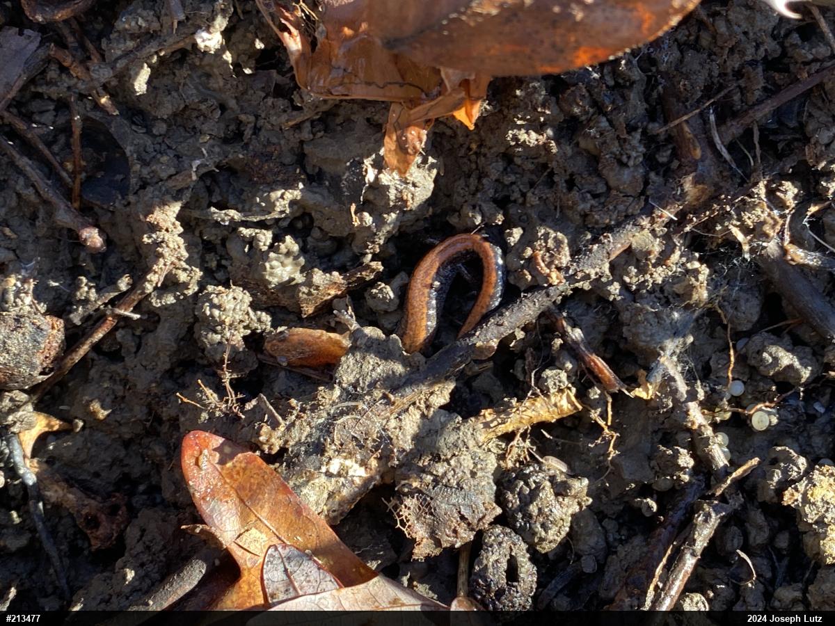 Eastern Red-backed  Salamander