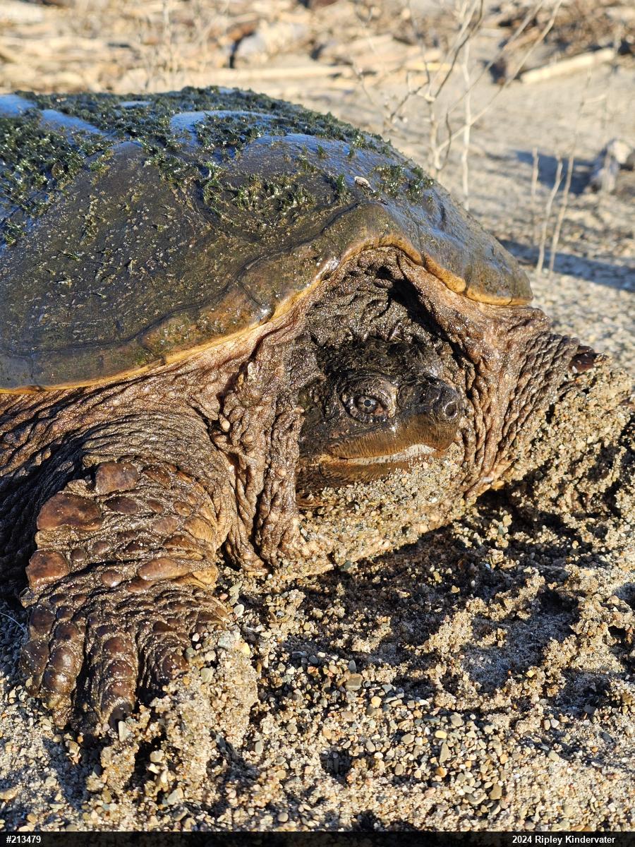 Snapping Turtle