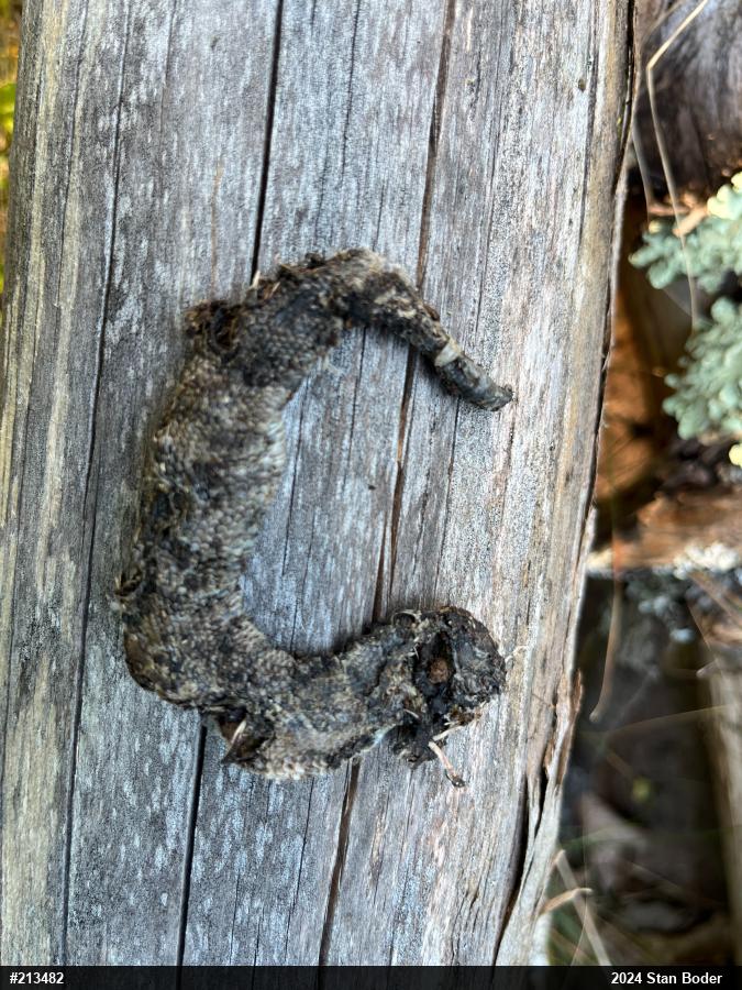 Timber Rattlesnake