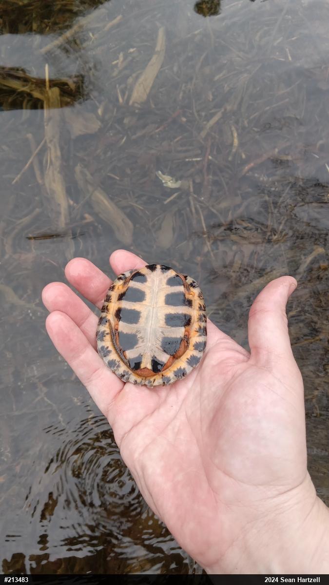Wood Turtle