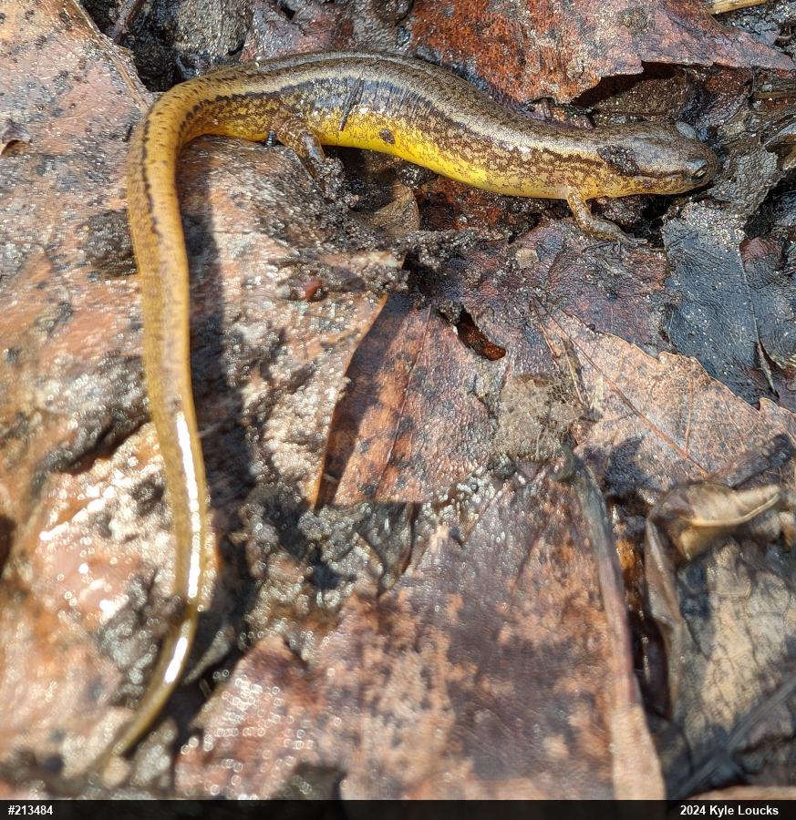 Northern Two-lined Salamander