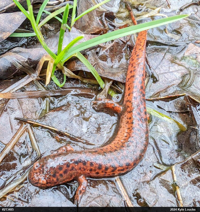 Northern Red Salamander