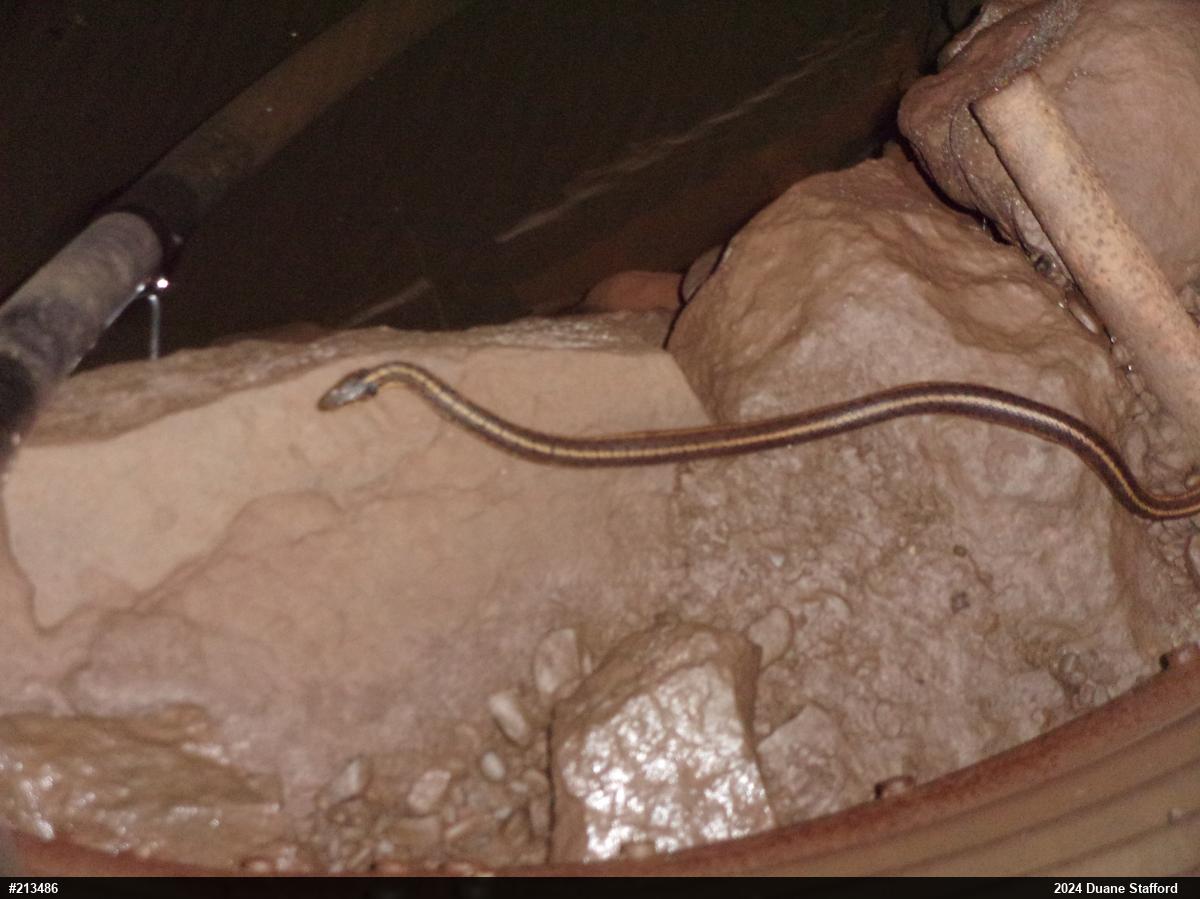 Eastern Gartersnake