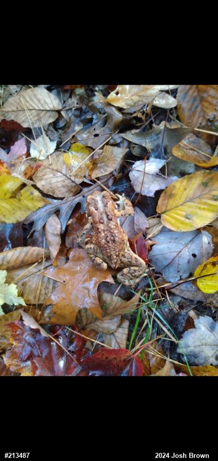 Eastern American Toad