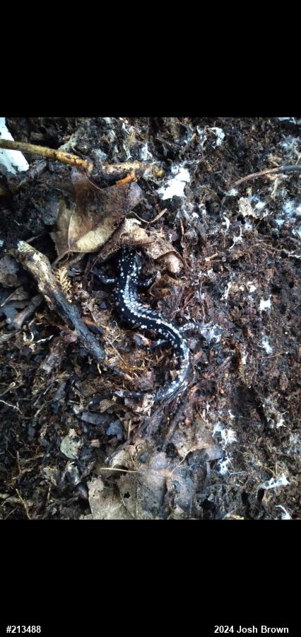 Northern Slimy Salamander