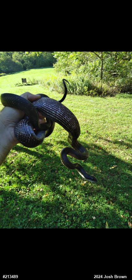 Eastern Ratsnake
