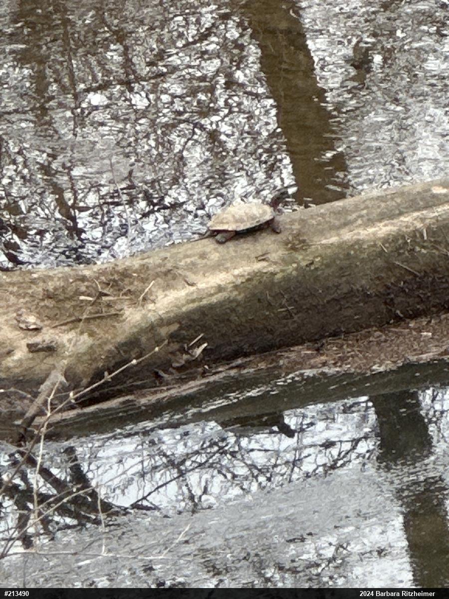 Wood Turtle