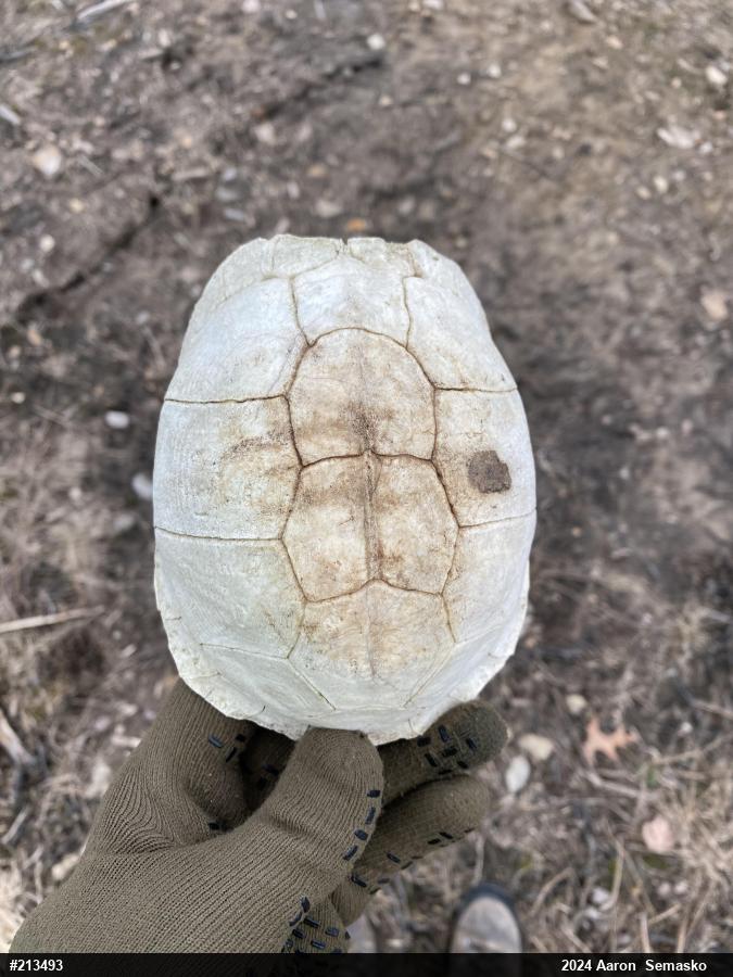 Eastern Box Turtle