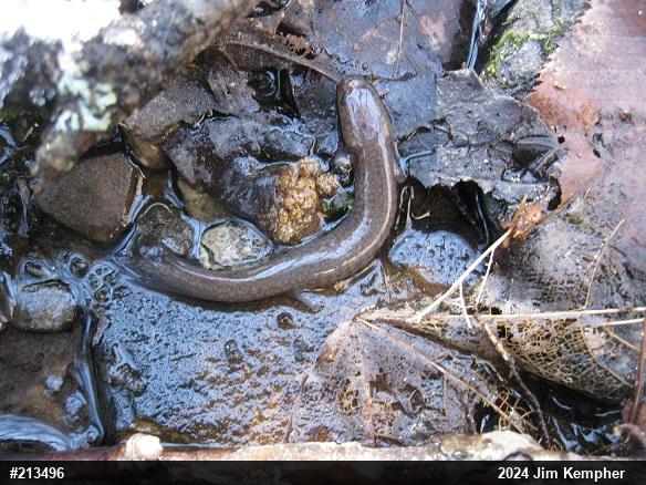 Northern Spring Salamander