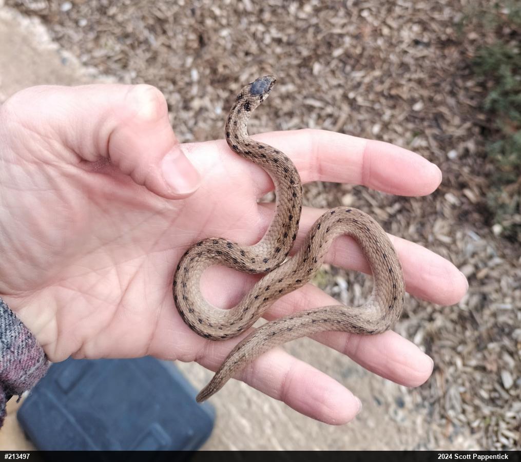 Dekay's Brownsnake