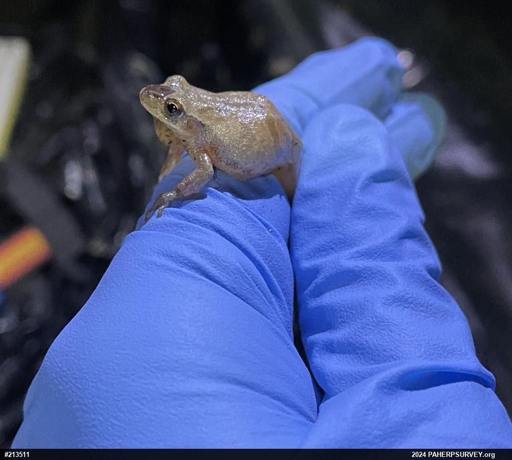 Spring Peeper