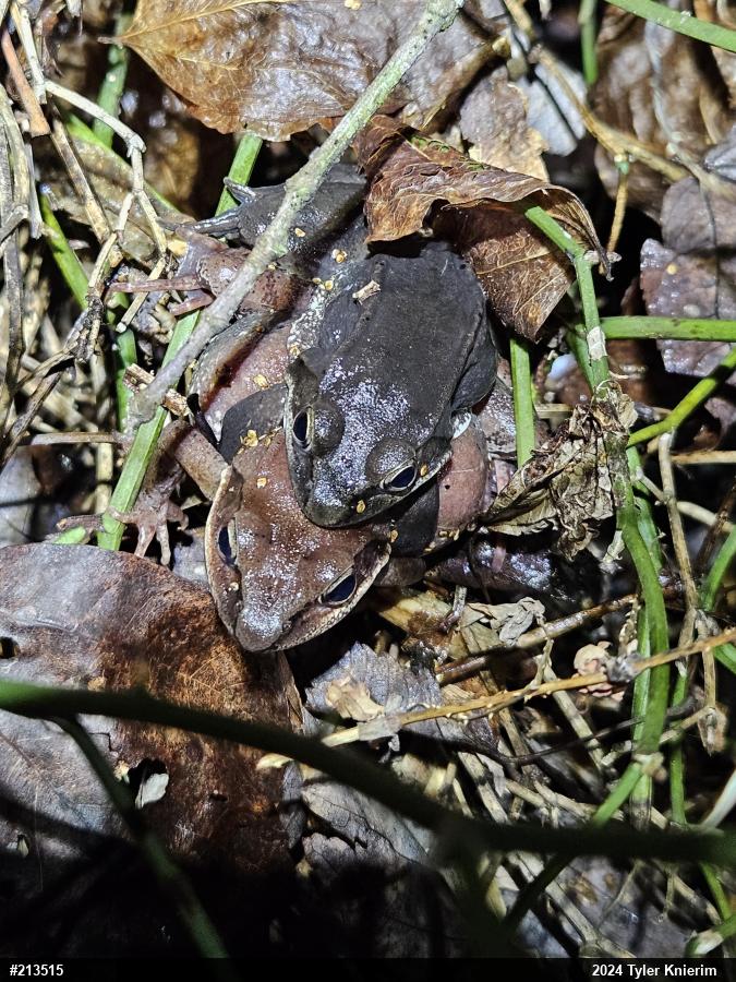 Wood Frog