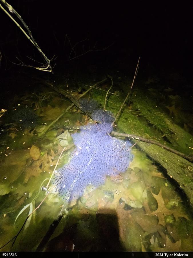 Wood Frog