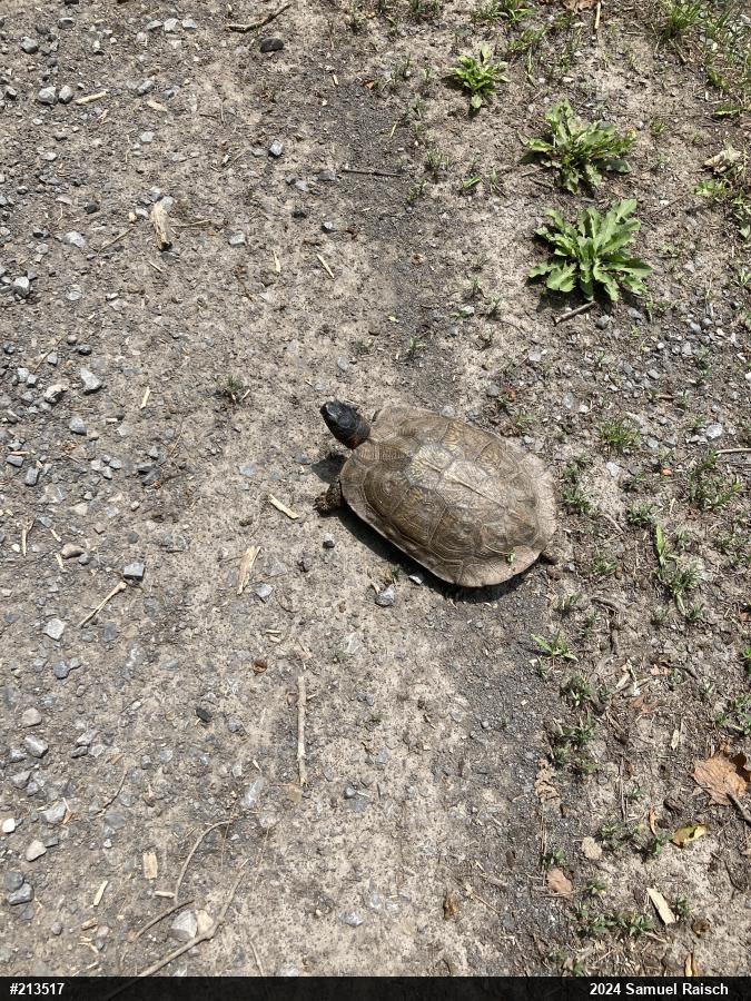 Wood Turtle
