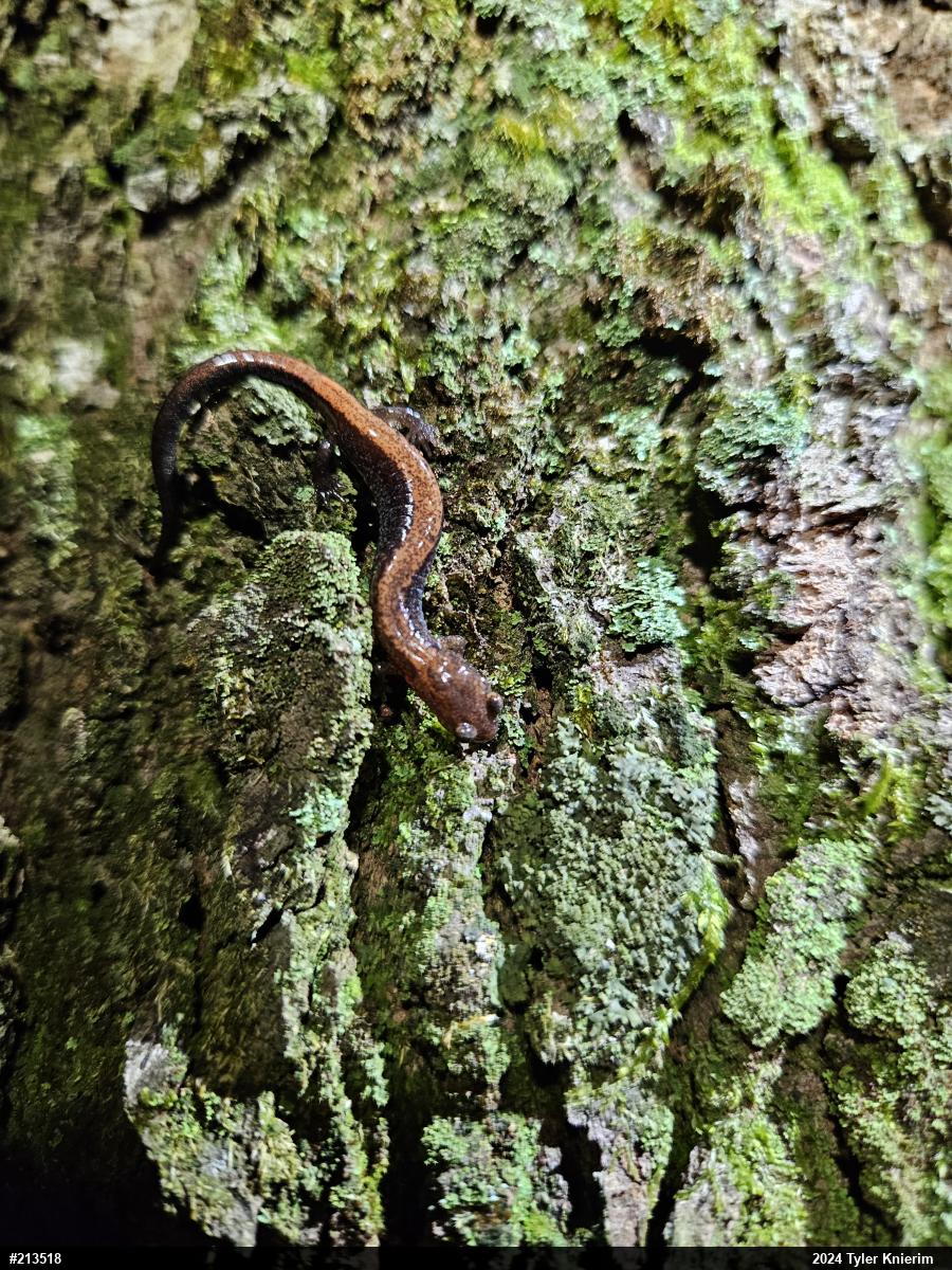 Eastern Red-backed  Salamander
